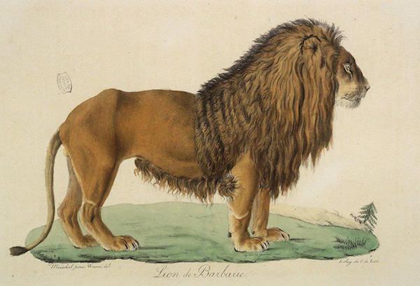 lion audeguy