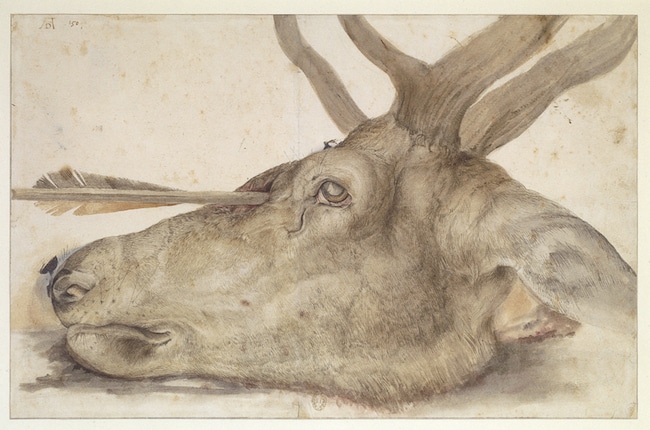 durer_cerf_carambolages_article