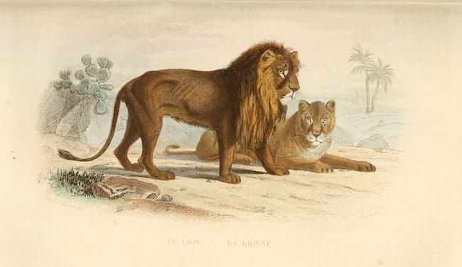 audeguy lion personne