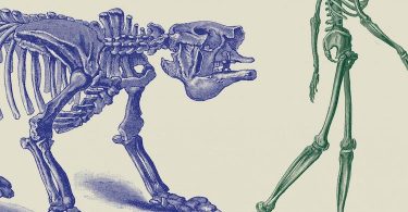 Charles Frankel, Extinctions. Du dinosaure à l’homme