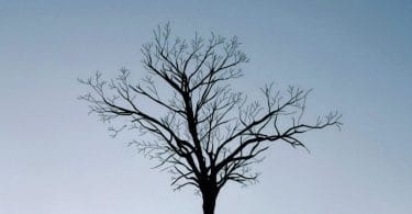 Michael Krüger, L’homme qui embrassait les arbres