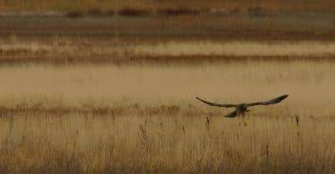 Julie Mazzieri, La Bosco