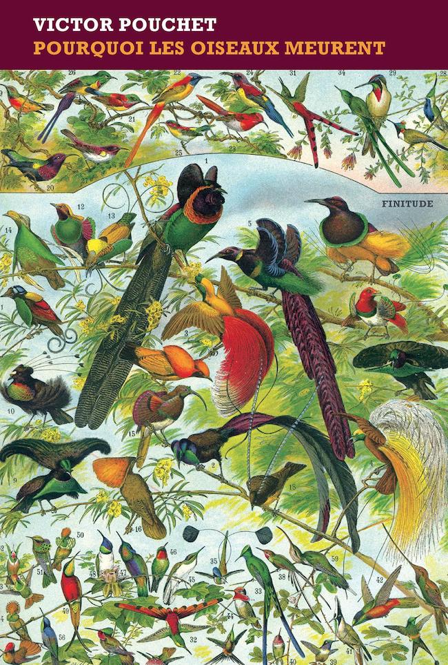 Victor Pouchet, Pourquoi les oiseaux meurent