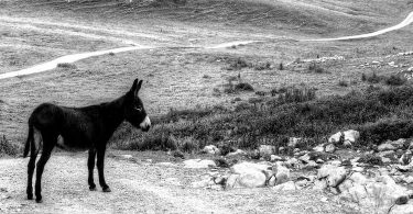 Nicolas Cavaillès, Le mort sur l’âne