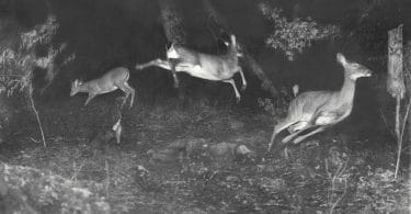 Jean-Christophe Bailly, Le versant animal