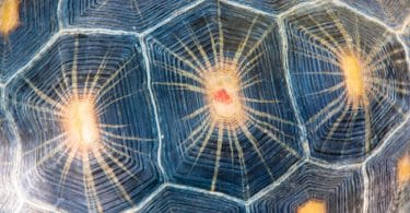 Éric Chevillard, L’explosion de la tortue