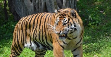 Mochtar Lubis, Tigre ! Tigre !