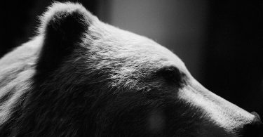 Nastassja Martin, Croire aux fauves