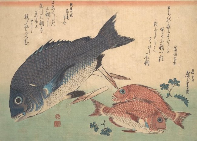 Décamérez ! Les reines pêcheuses — sushis d'avril (j16)