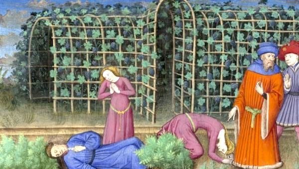 Décamérez ! La feuille de sauge, ou danger des jardins, encore (j25)