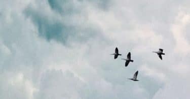 Camille Brunel, Les métamorphoses Laurine Roux, Le Sanctuaire