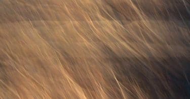 Anne Le Goff, L’animal humain