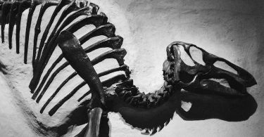 Ballades dinosauriennes de Jean-Michel Mazin : dinosaure en vadrouille