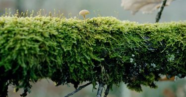Lichens, pour une résistance minimale de Vincent Zonca : liens du lichen
