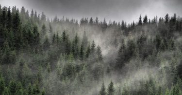 La serpe, de Ruth Lillegraven : la nature et la clarté