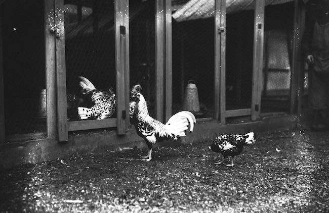 Le poulailler métaphysique, de Xavier Galmiche : psychologie des poules