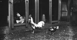 Le poulailler métaphysique, de Xavier Galmiche : psychologie des poules