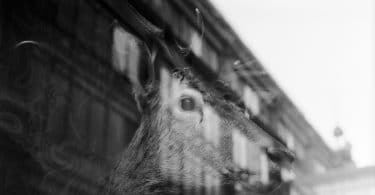 L'apparence du vivant, de Charlotte Bourlard : natures mortes