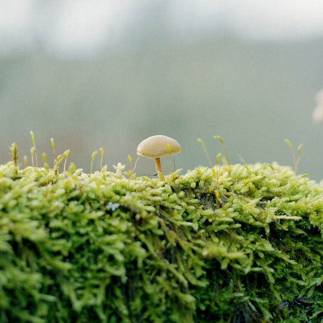 Proliférations, d'Anna L. Tsing : l'enseignement des champignons