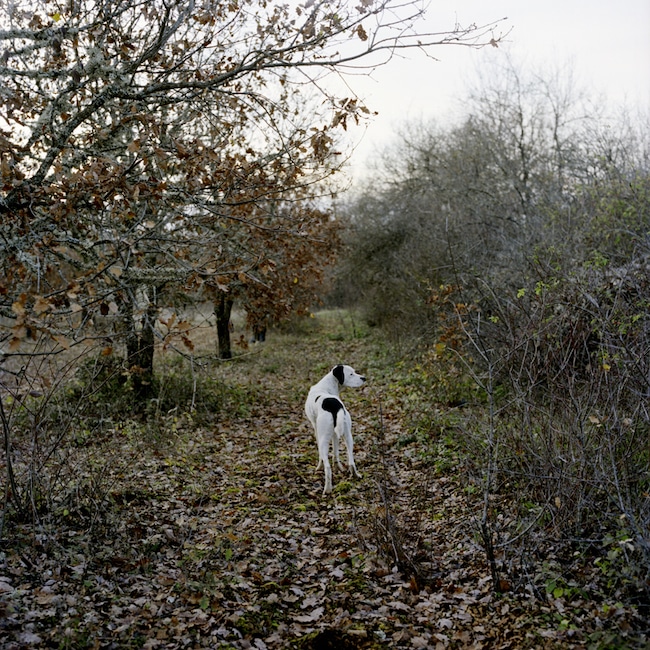 L’inconscient des animaux, de Florence Burgat