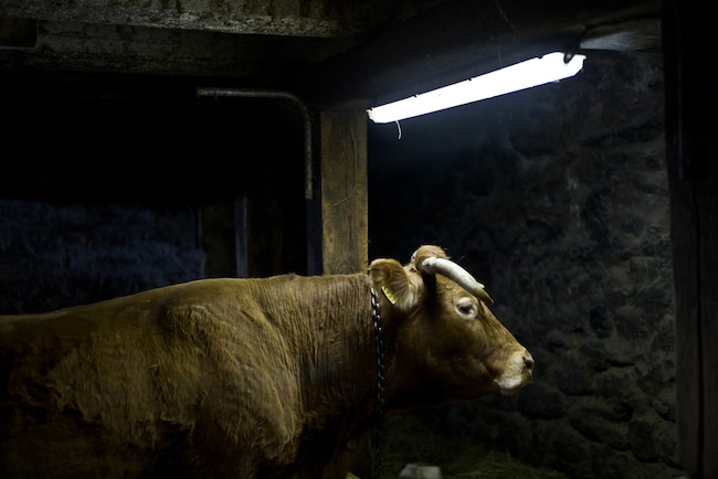 L’inconscient des animaux, de Florence Burgat