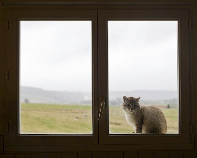 L’inconscient des animaux, de Florence Burgat