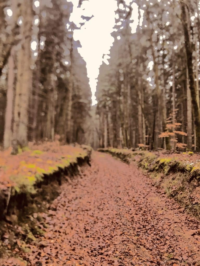 Forêt par Hugo Pradelle pour Le vieil incendie de Shua Dusapin