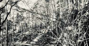 Forêt par Hugo Pradelle, pour Le vieil Incendie de Shua Dusapin