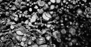 Agnès Stienne Bouts de bois, copeaux de bois