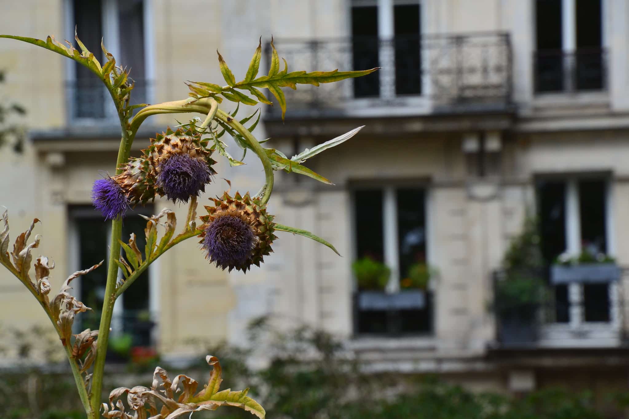 Les Fleurs sauvages, Célia Houdart,