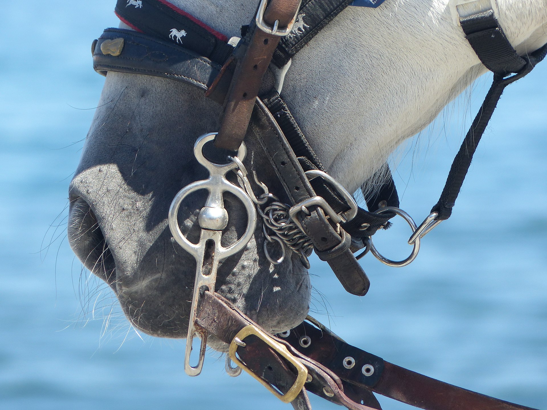 Bernadette Lizet. Le cheval en robe de mariée. Des marchands de chevaux en France.