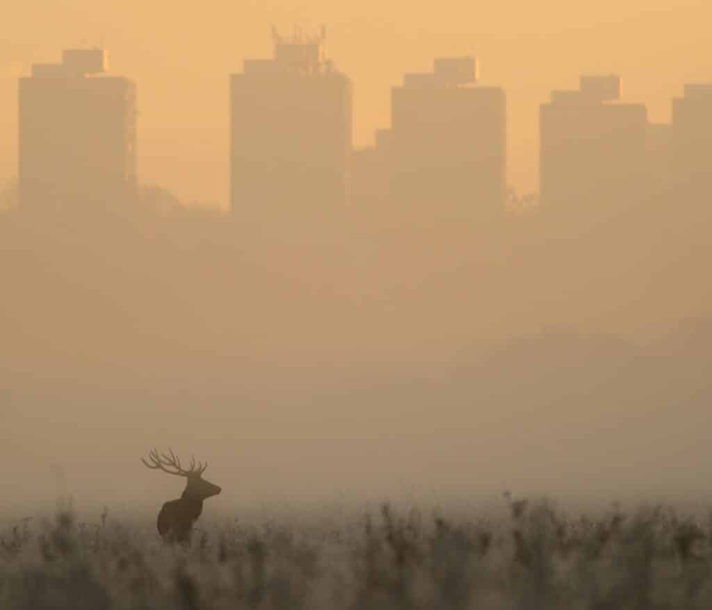 La crise écologique de la raison Val Plumwood
