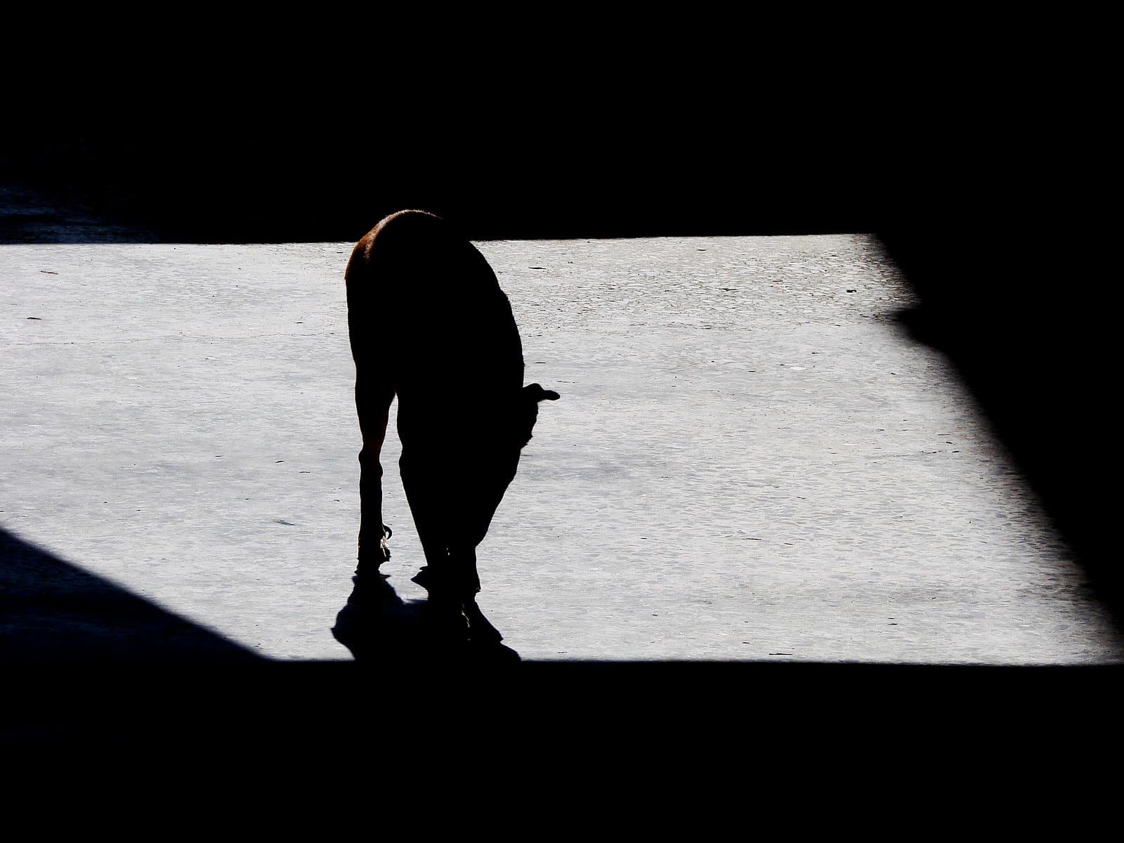 Rodrigo Blanco Calderón, De l’amour des chiens