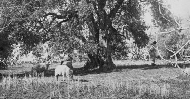 Didier Guignard Une ferme en Algérie. L’enracinement paradoxal ( 1871-1999).   CNRS  Editions , Mars 2025.
