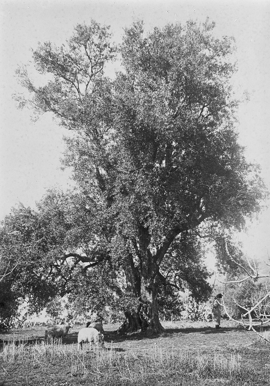 Didier Guignard

Une ferme en Algérie. L’enracinement paradoxal ( 1871-1999).

  CNRS  Editions , Mars 2025.