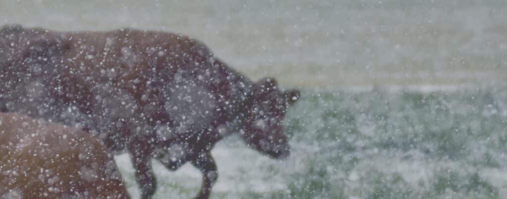 Rosa Liksom | Le fleuve. 