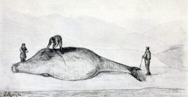 Adèle Rosenfeld, L'extinction des vaches de mer. Grasset, 160 p., 17 € Iida Turpeinen, À la recherche du vivant.