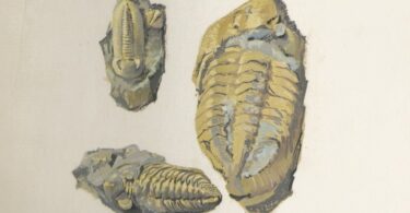 Laurence Potte-Bonneville, Fossiles