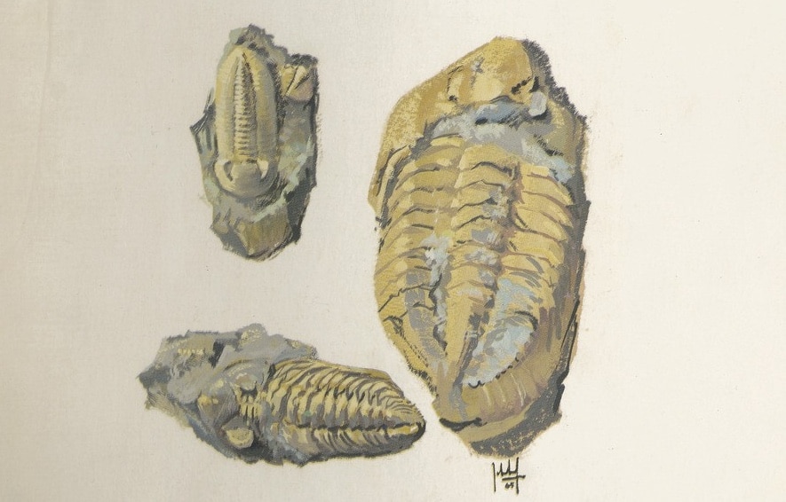 Laurence Potte-Bonneville, Fossiles