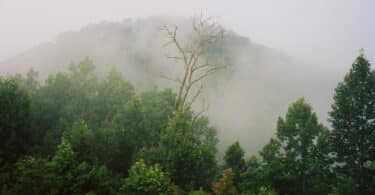 Élégie des Appalaches. Poésie et lieux. bell hooks
