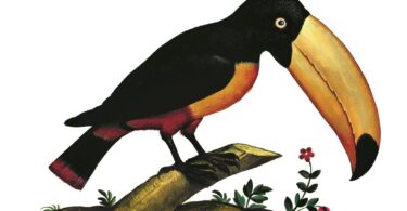 Un gamin à Rome", Chico Buarque (Détail) © Éditions Métailié Tom Simonite, Éthique fail, Jérôme Heurtaux, Le droit international est-il mort à Gaza ? Néhémy Dahomey, L’ordre immuable des choses,