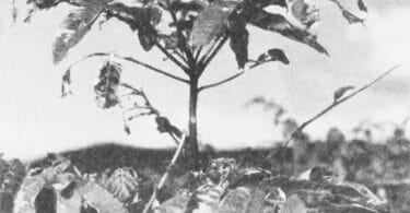 Veronique Brindeau, Les arbres de Nagasaki