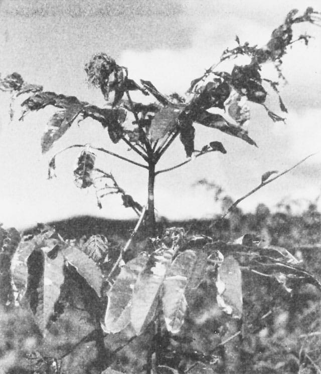 Veronique Brindeau, Les arbres de Nagasaki