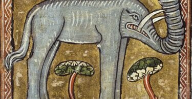 Pierre-Olivier Dittmar, L’invention de l’animal