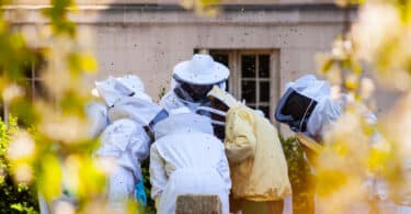 Robin Mugnier, Des abeilles au travail. Productivisme agroécologique et précarisation du vivant