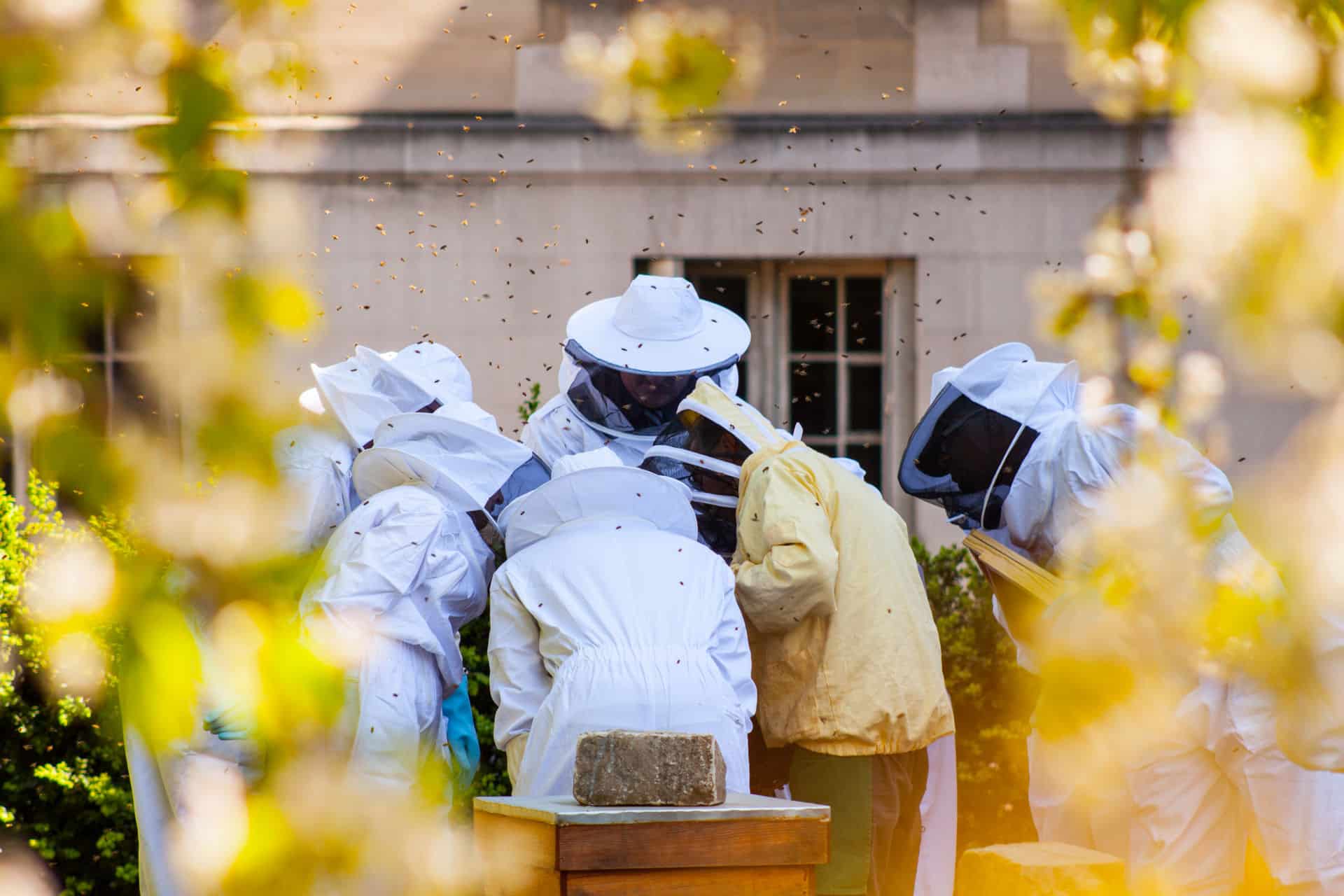 Robin Mugnier, Des abeilles au travail. Productivisme agroécologique et précarisation du vivant