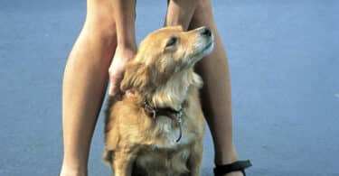 Camille Ruiz, Un chien arrive