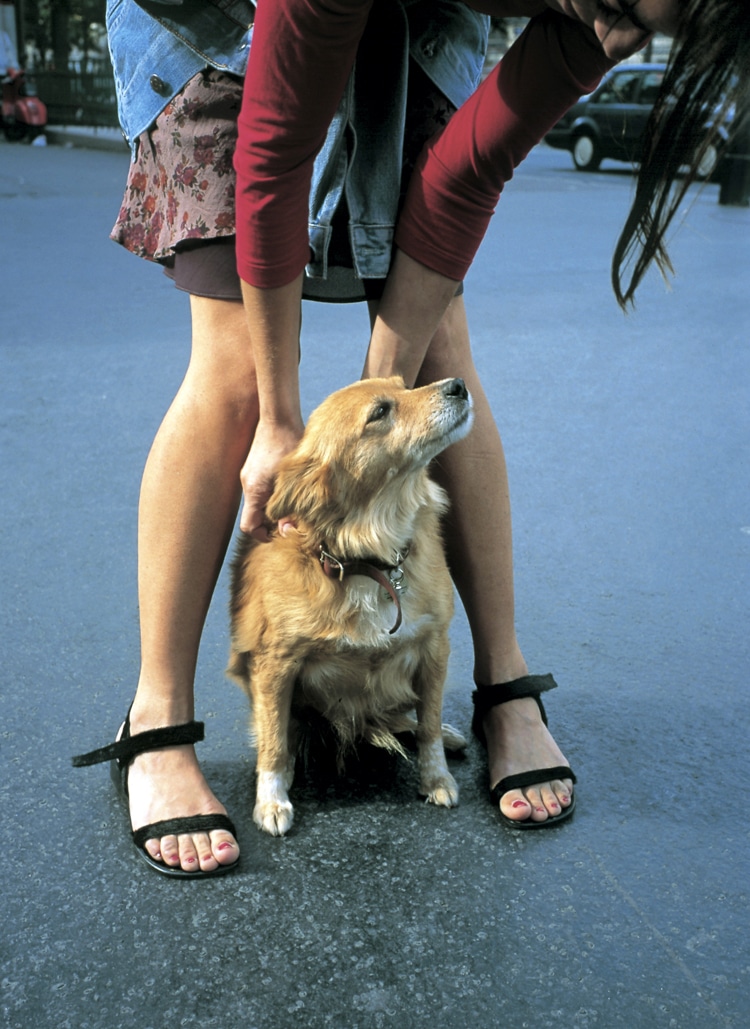 Camille Ruiz, Un chien arrive