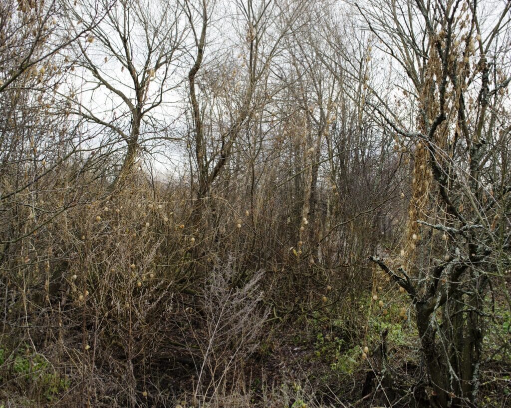 Jean-Paul Engélibert intitulé La lumière de Tchernobyl. Année 40