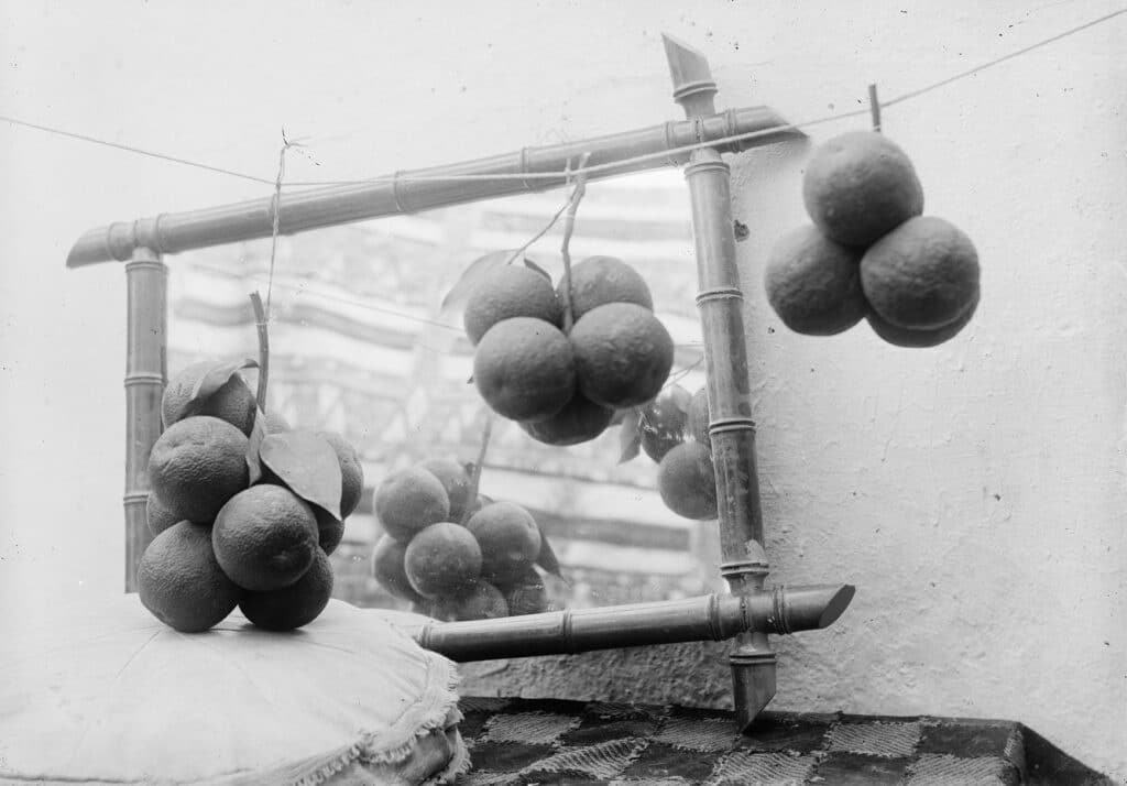 agrumes trouvent en Giuseppe Barbera